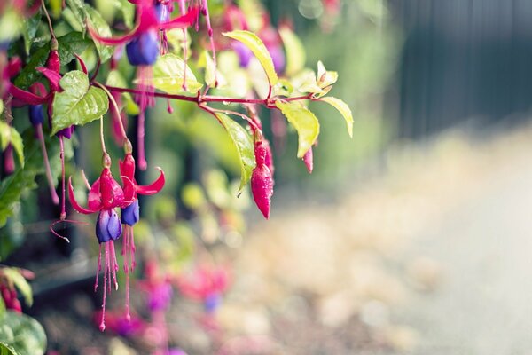 An unusual bright plant near the fence