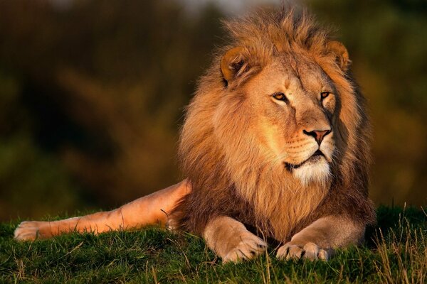 Un leone con una criniera elegante si trova e guarda in lontananza