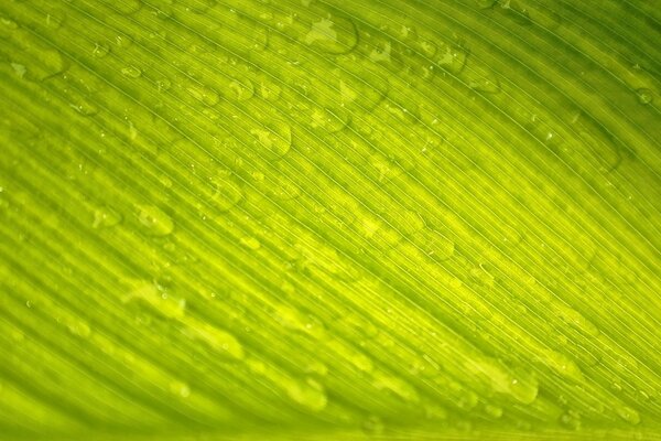 Immagine macro di gocce di rugiada su una foglia verde