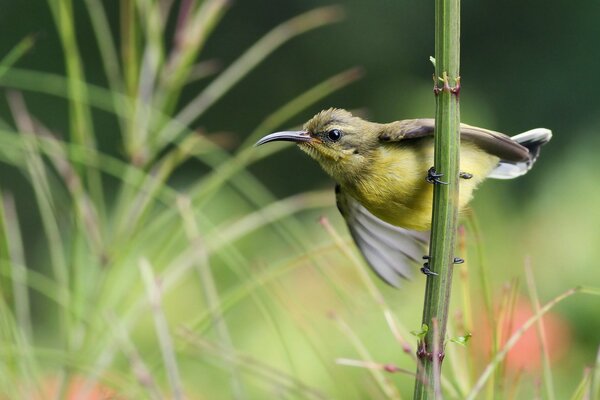 Un petit oiseau avec un bec pointu et incurvé tient la tige