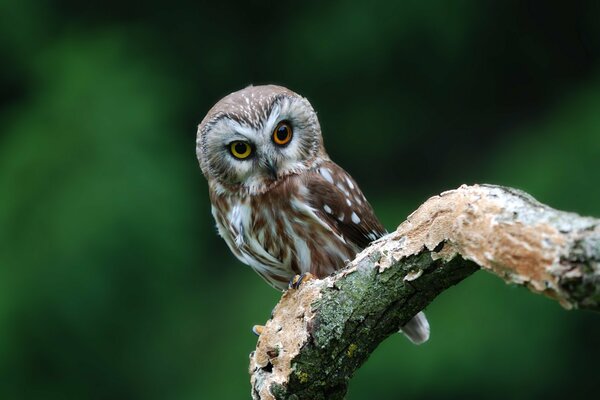 A small owl with big eyes is sitting on a branch