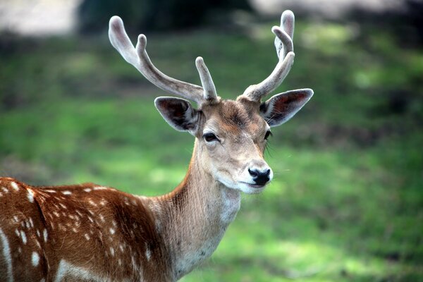 A young spotted deer with branched horns in a forest clearing