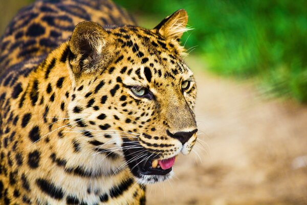 Big spotted cat leopard