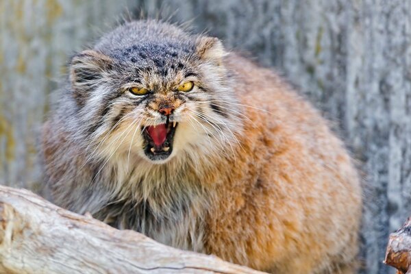 Predatory animal - manul on a tree