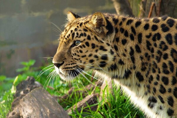 Il leopardo dell Estremo Oriente guarda in lontananza