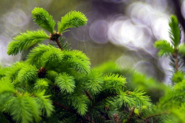 Macro shooting of the green branches of the Christmas tree