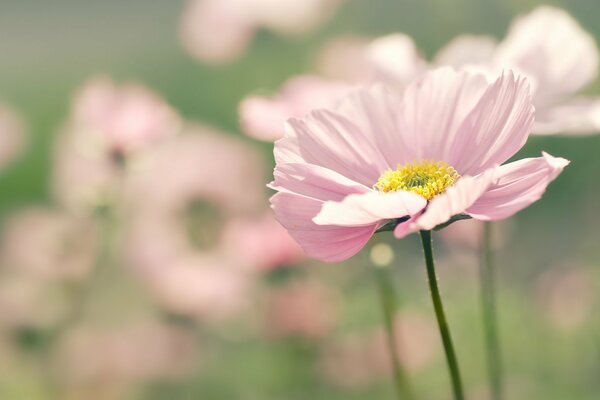 Pink flower on a blurry pink-green background