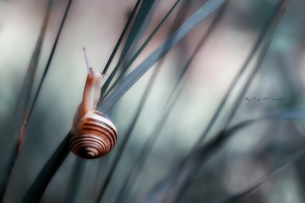 Caracol que se arrastra sobre una ramita verde