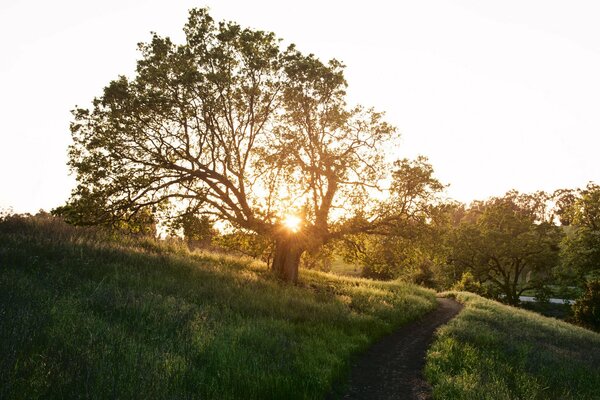 Wanderweg in der Nähe eines großen Baumes bei Sonnenuntergang