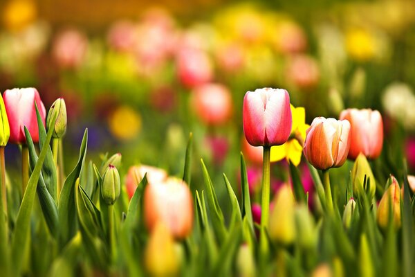 Red tulips on a green meadow