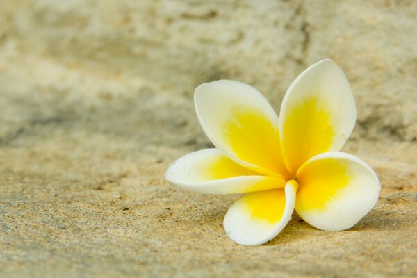 Flor de Plumeria solitaria en la arena