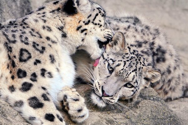 A pair of snow leopards are fawning