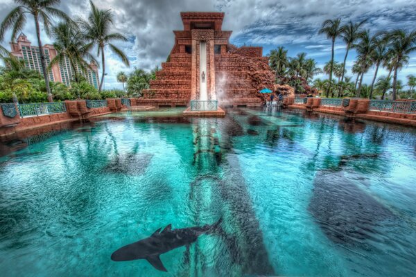 Bahamas con delfines y palmeras