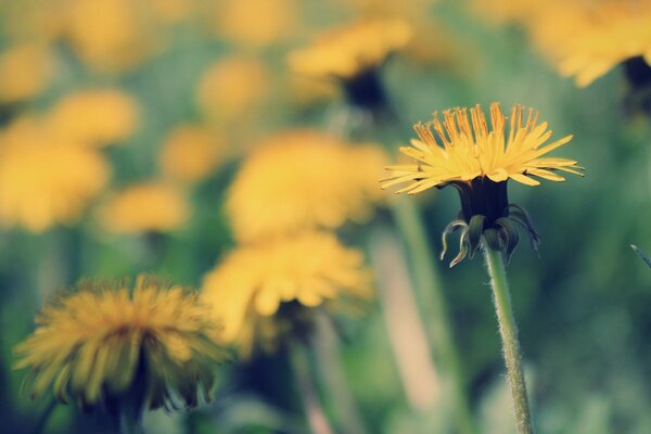 Fleurs jaunes macro tir