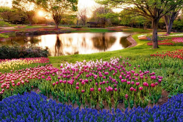 Lac avec des arbres, des fleurs bleues et cramoisies