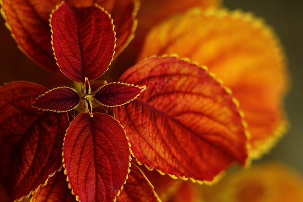 Incredible autumn leaves, with bold edges