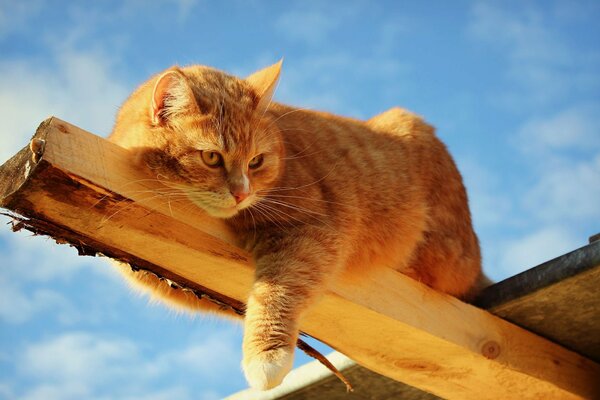 Gatto rosso giace su una trave