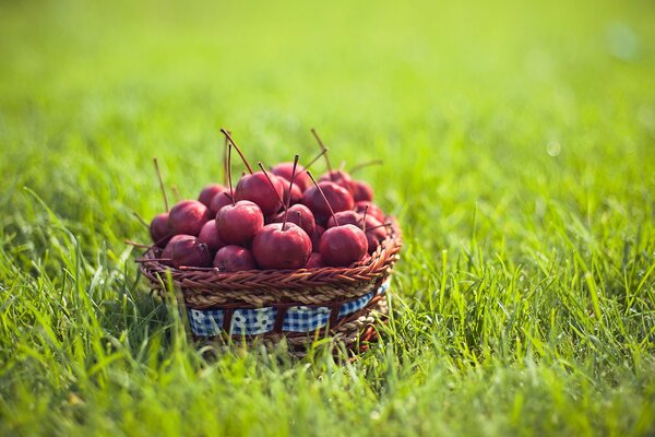 Panier avec de la nourriture sur l herbe. fruits, Ranetki au soleil