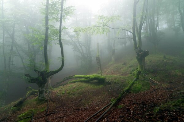 Foresta nebbiosa con muschio e rami