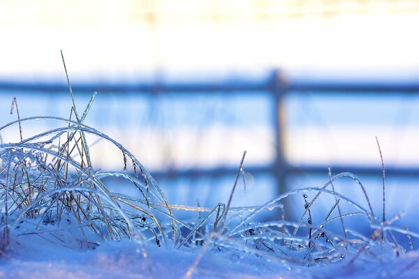 Erba congelata all Aperto in inverno