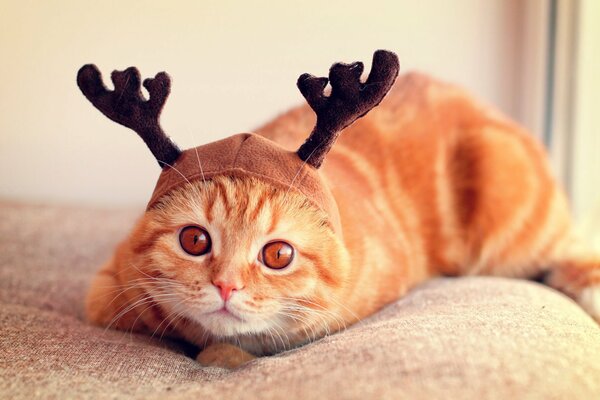 Chat roux avec des cornes de cerf sur la tête