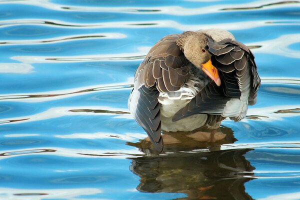 A goose looks at its reflection in the river