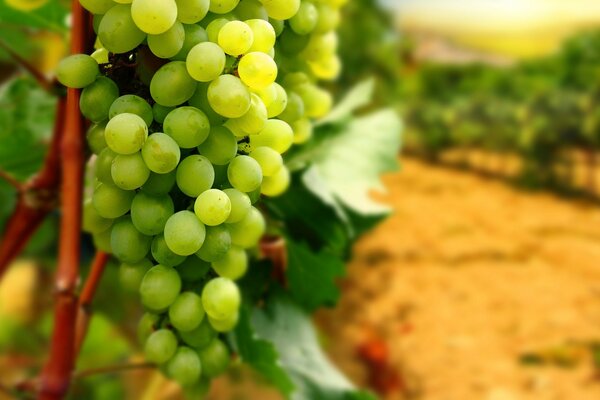 Bunches of green grapes in the vineyard