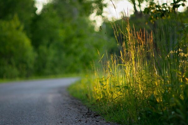 Hierba verde en la carretera asfaltada a la luz del sol