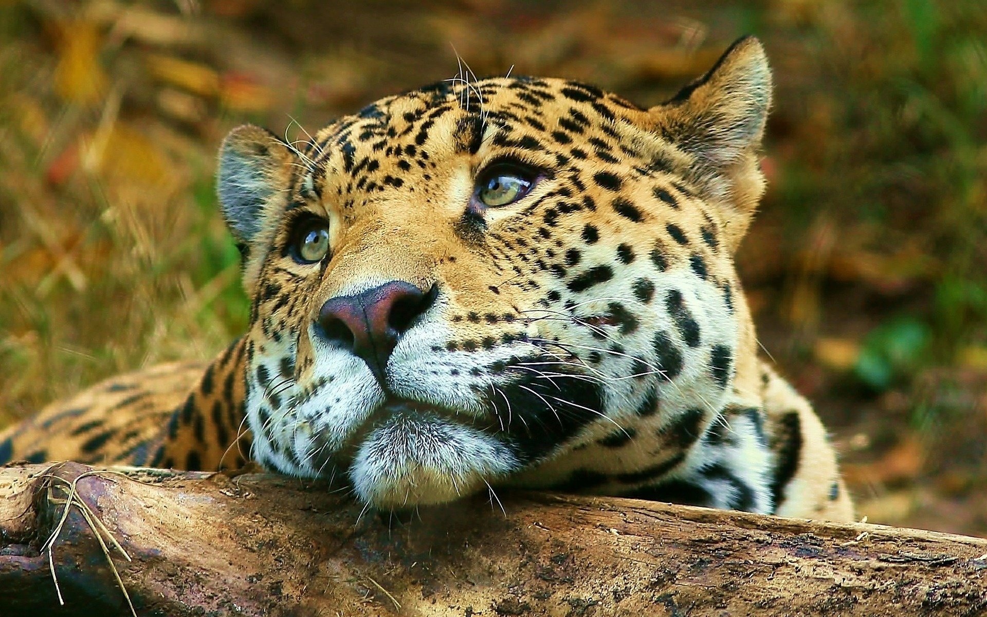 leopard big cat animals savannah reverie muzzle