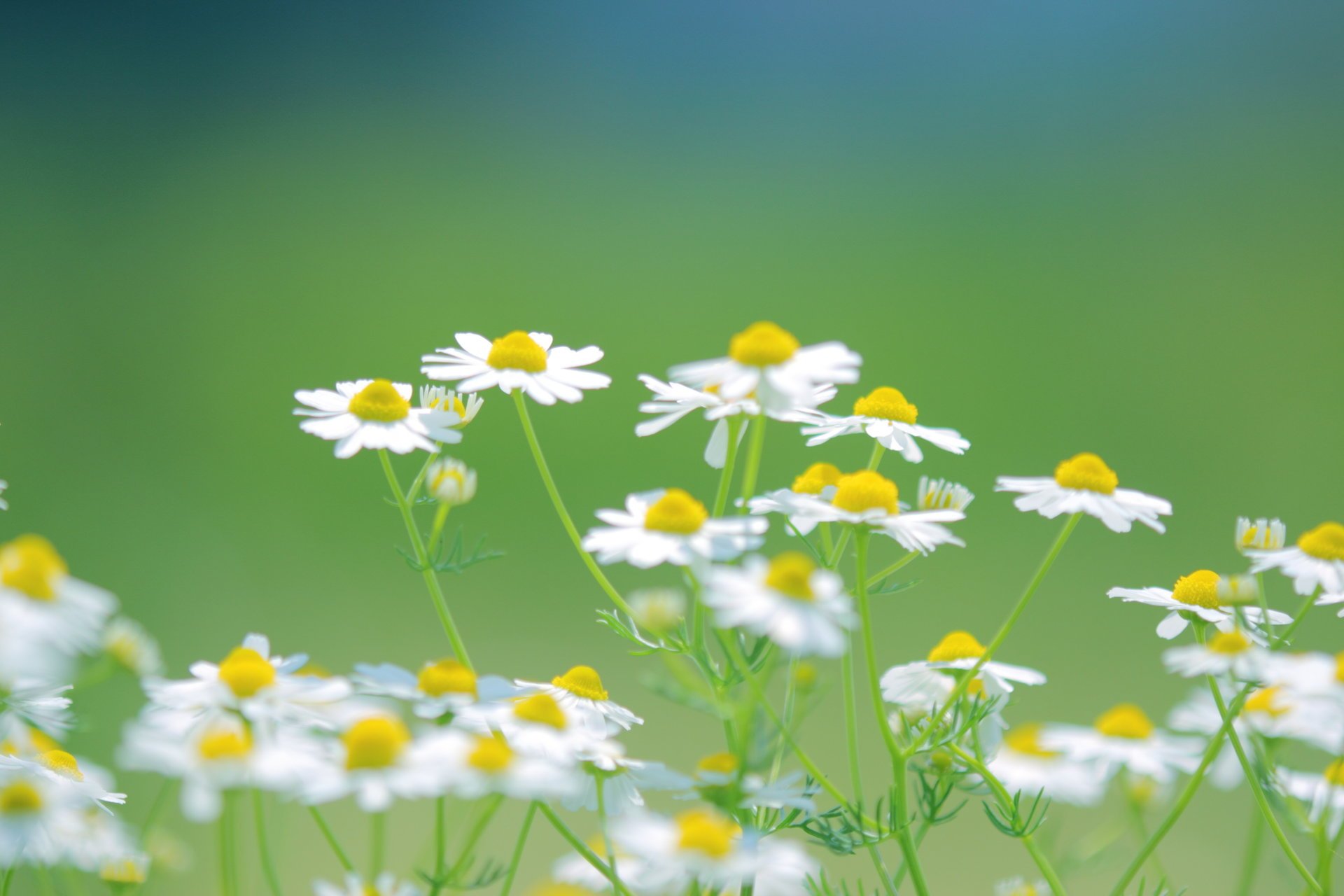 gänseblümchen blumen weiß gras grüns busch pflanzen