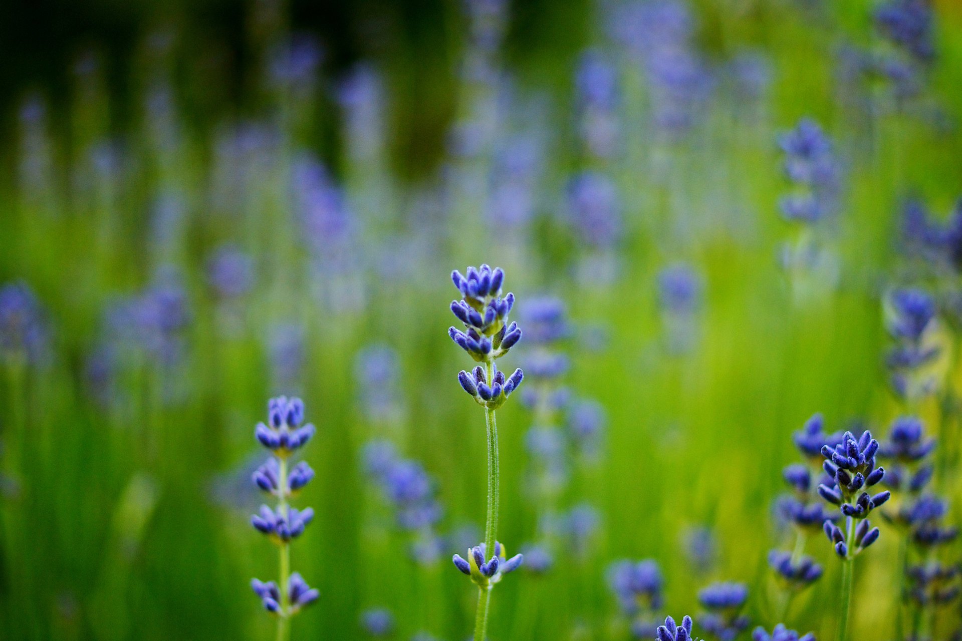 blur lavender field macro blue