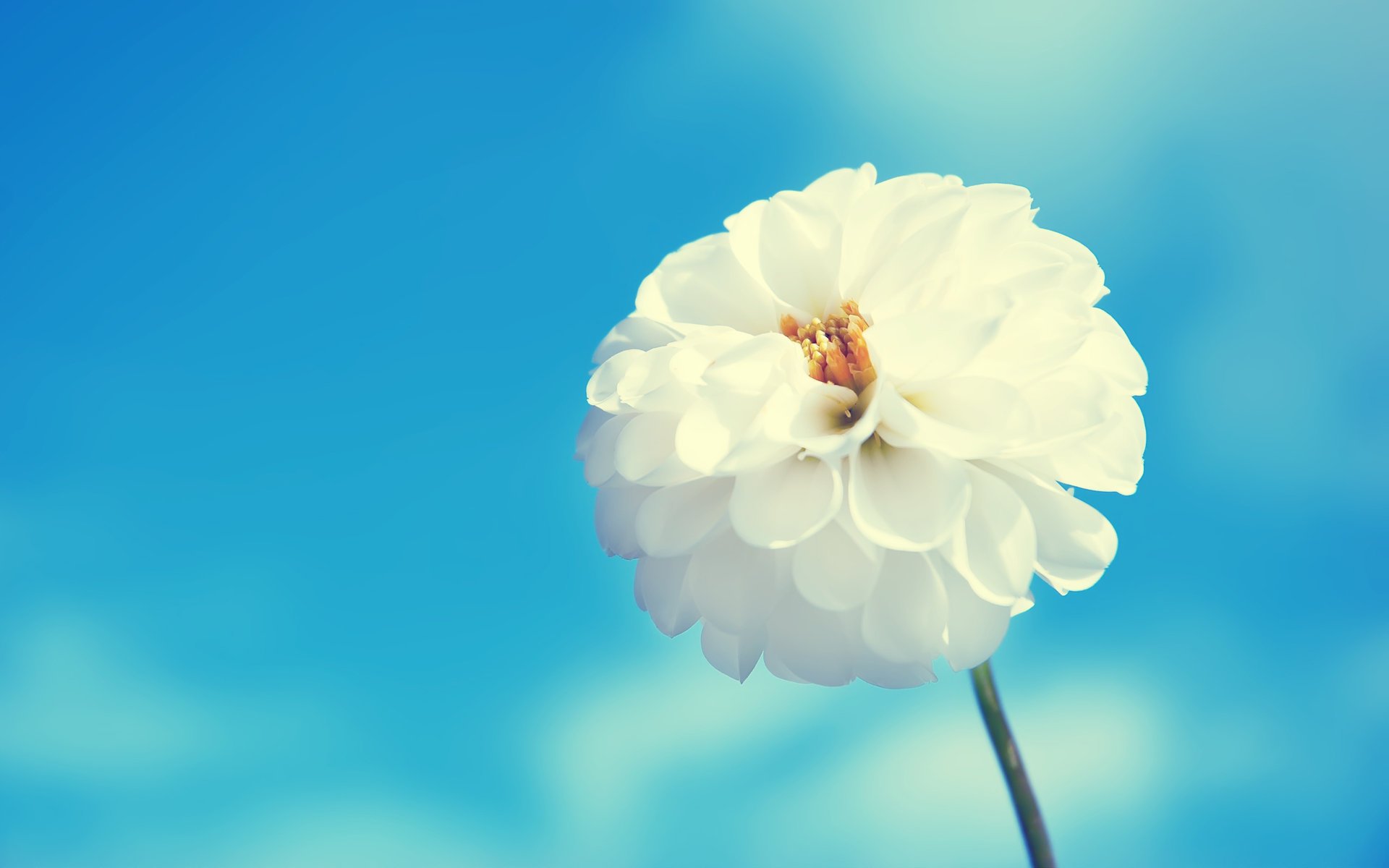 fleur blanche fleurs ciel pétales bleu