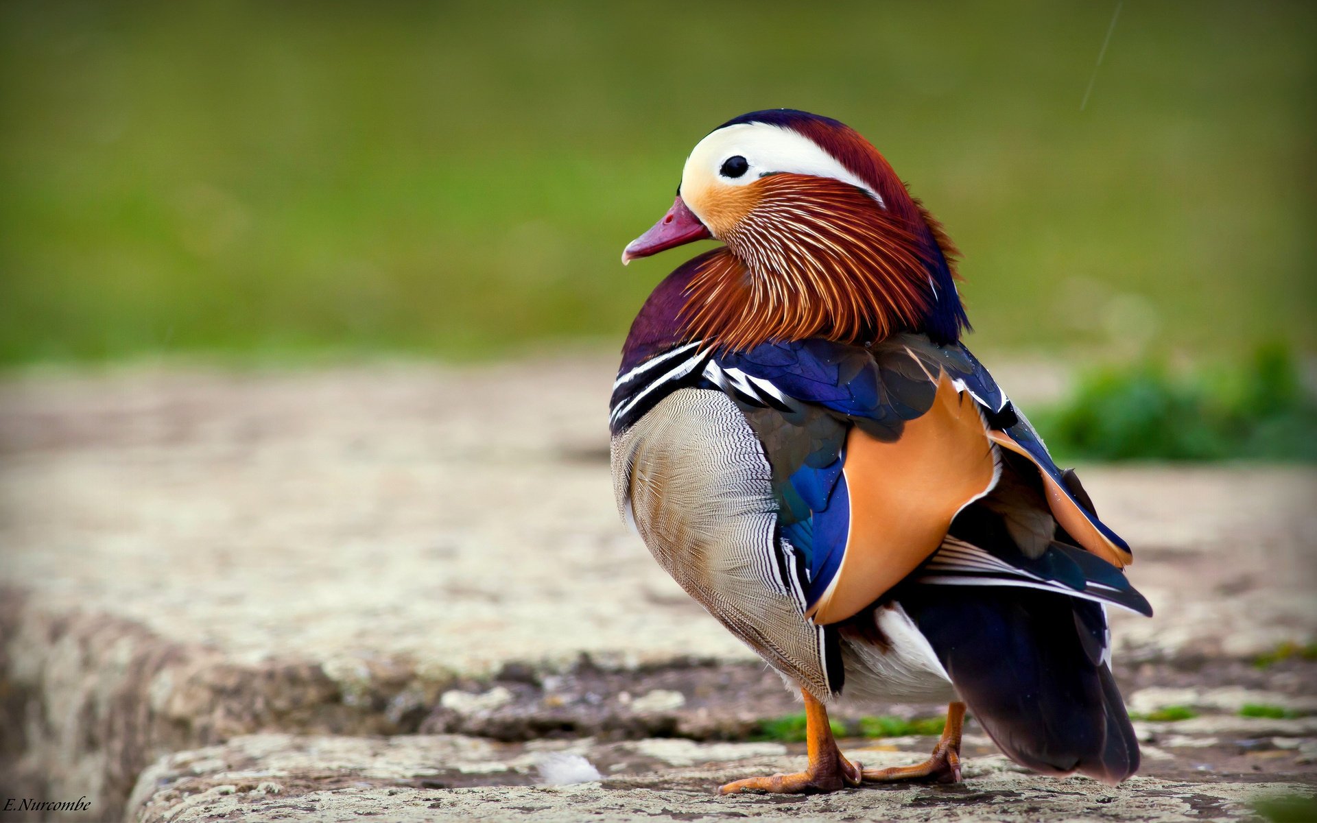 oiseau mandarine canard