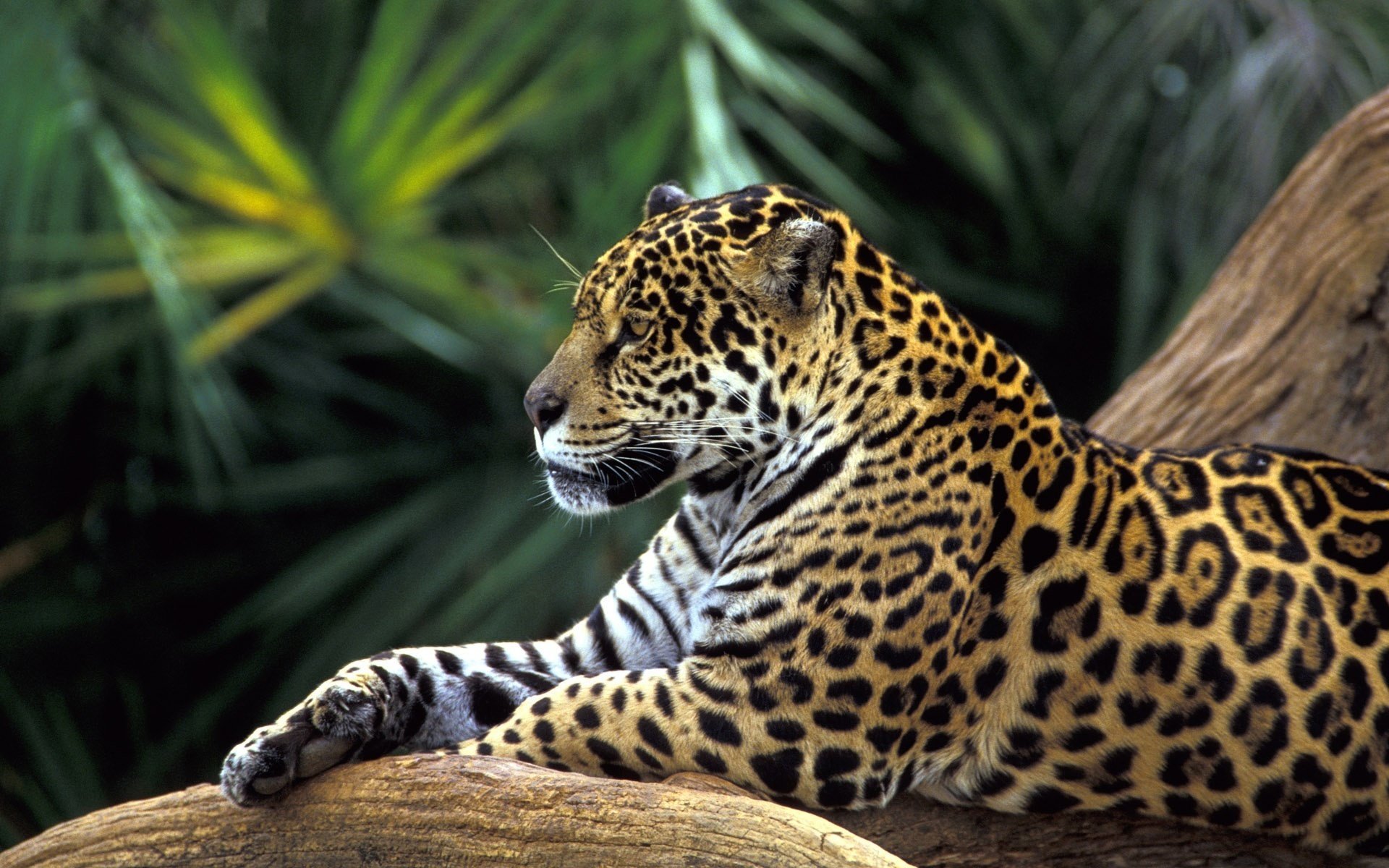 jaguar wild cat cat forest tropics greatness animals feline