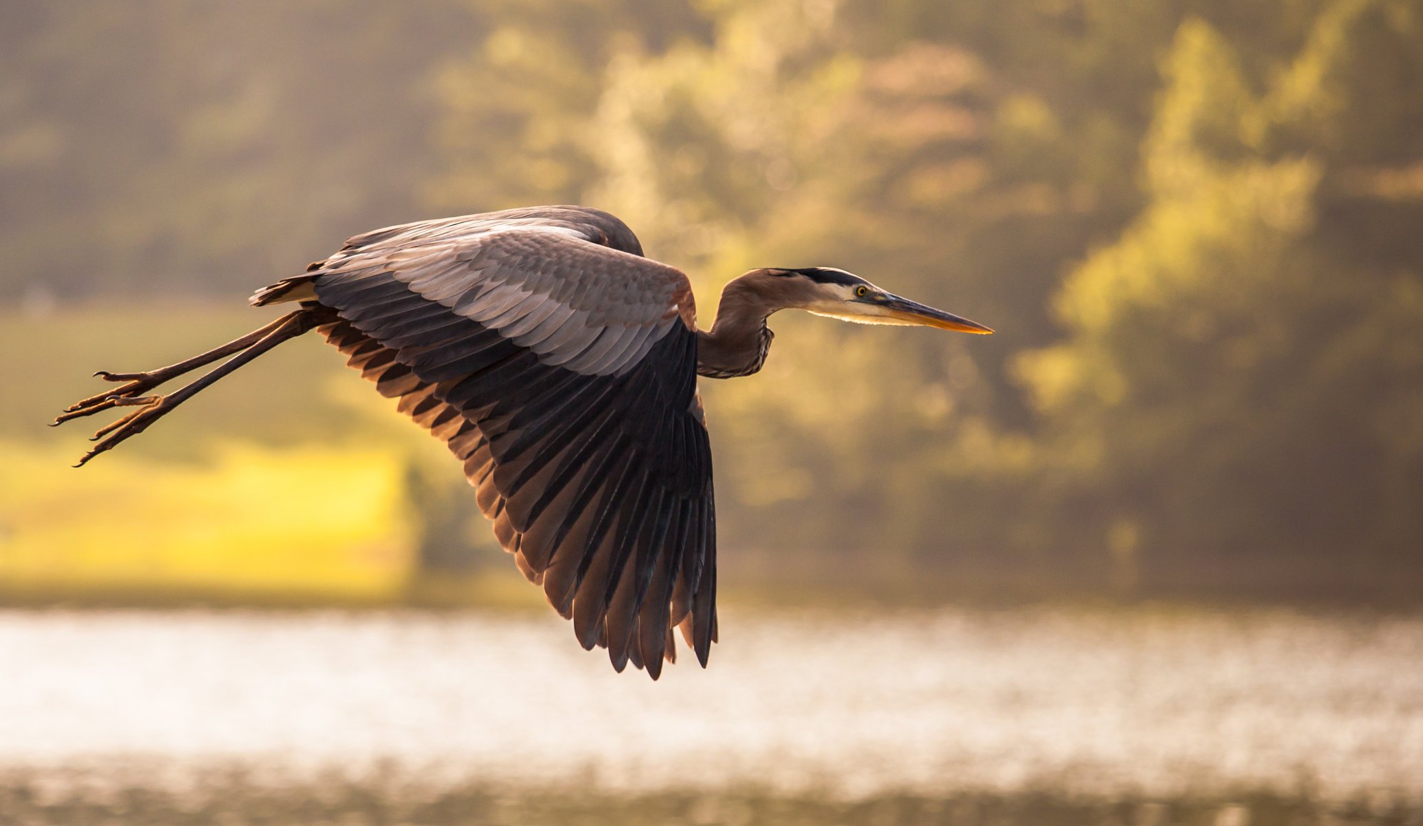 bird crane pond water flight heron