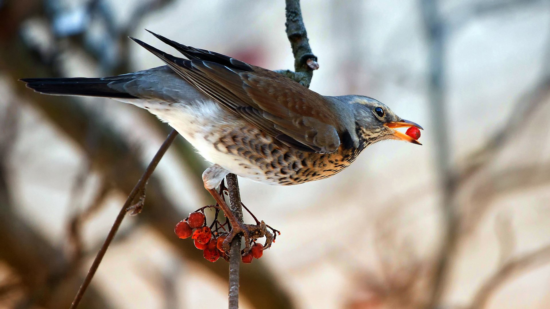 vogel amsel eberesche auf einem ast beere