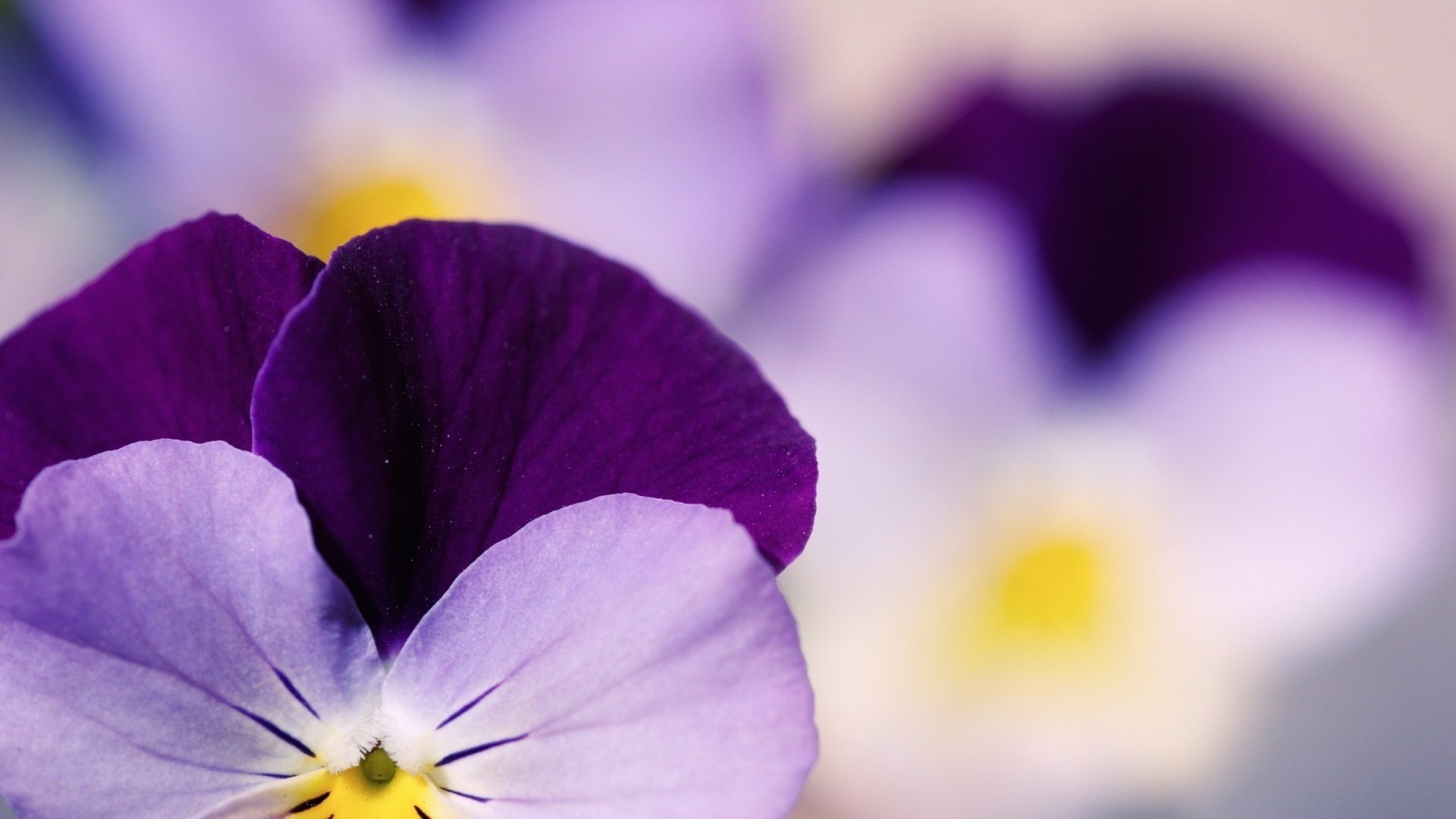 stiefmütterchen blumen pansy pansies lila garten zärtlichkeit