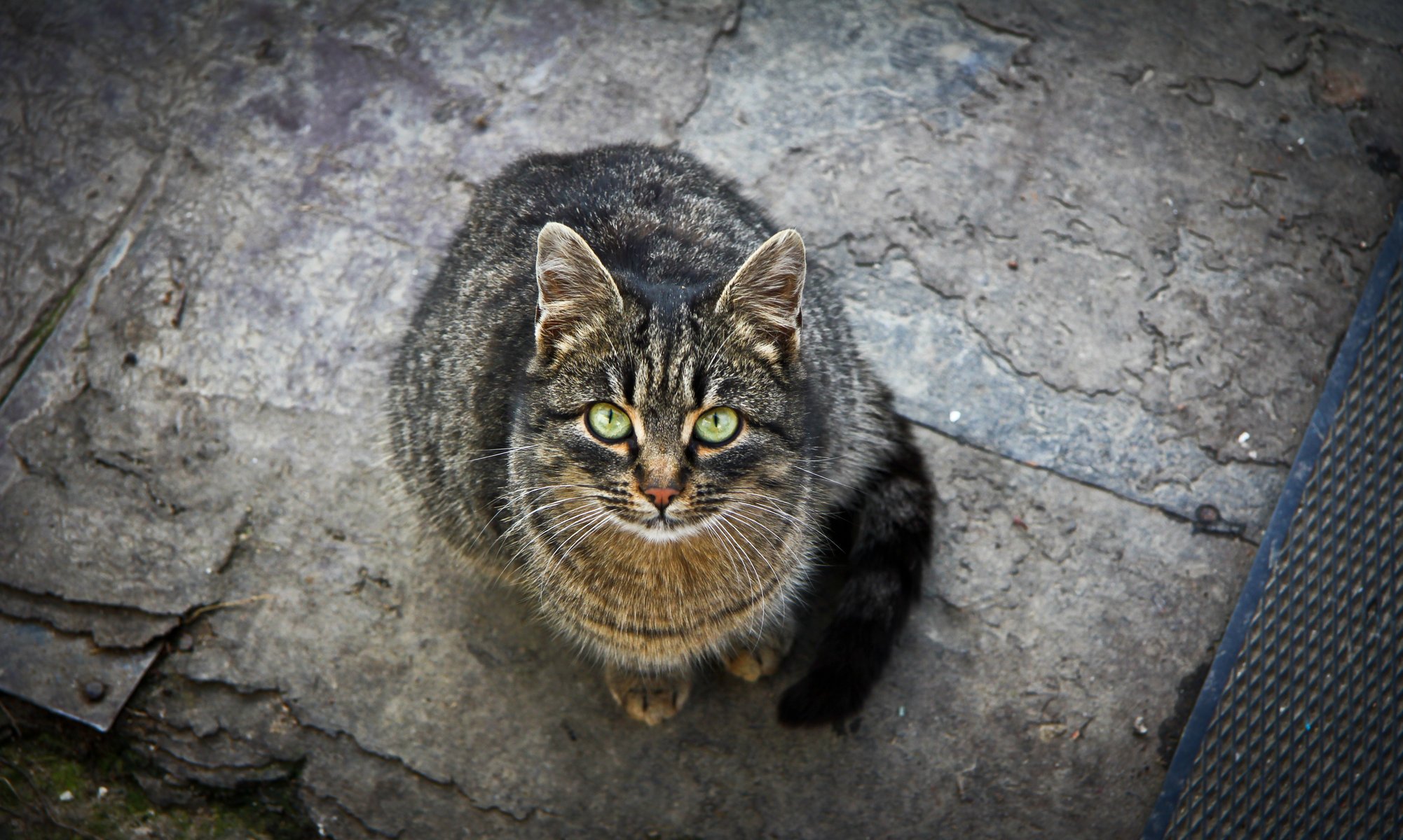 chat yeux verts regard chat