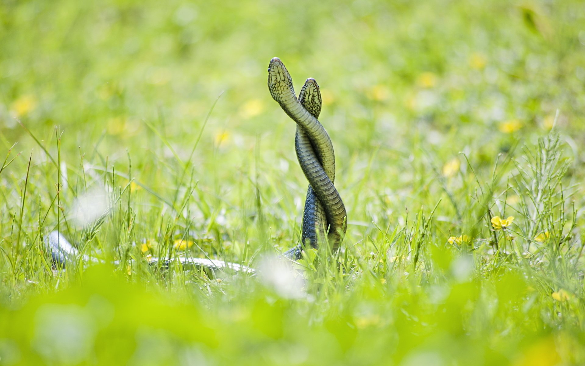 schlangen hintergrund natur