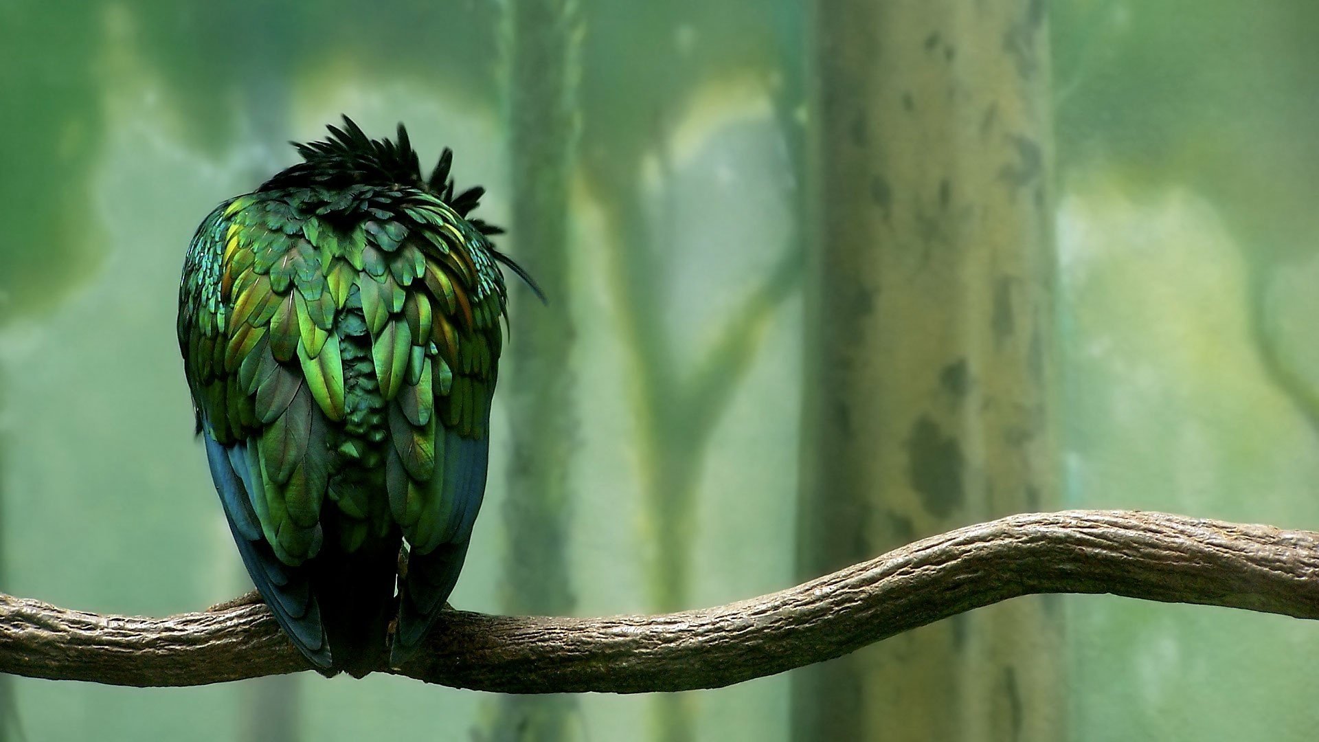 calme oiseau perroquet verdure plumes forêt branche perroquet vert forêt oiseau branche