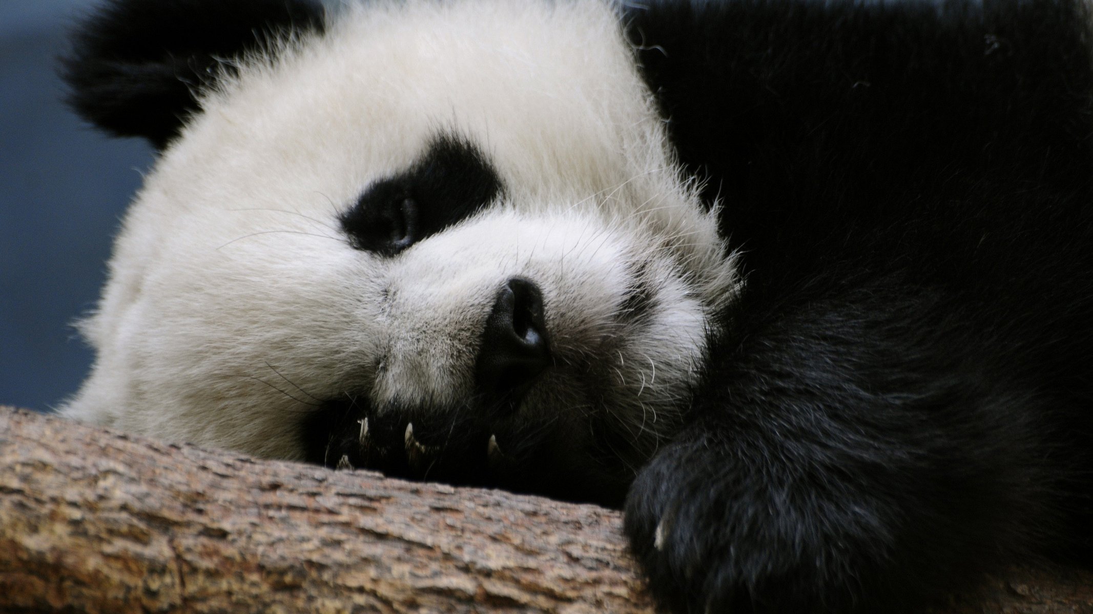 panda sleep calm