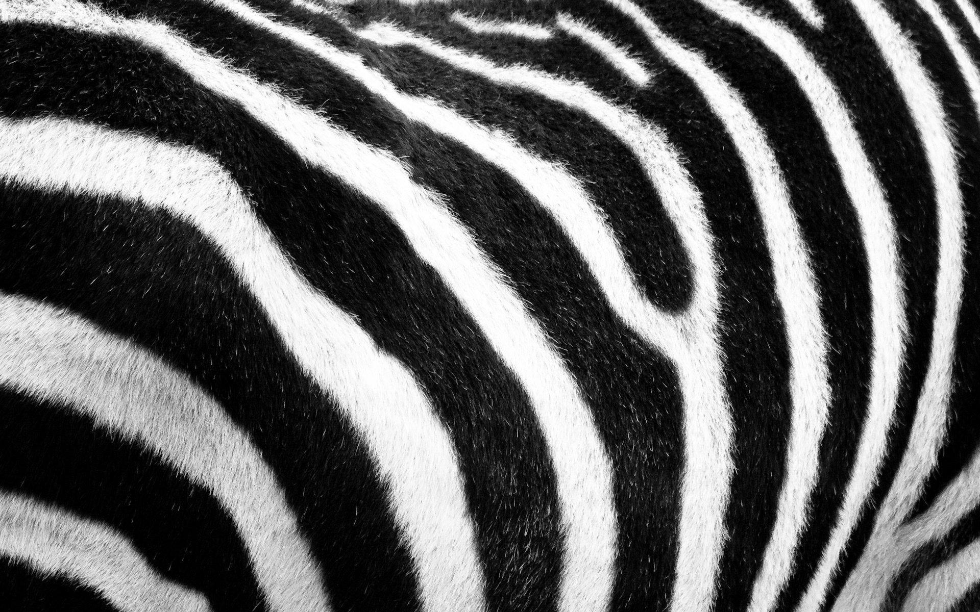 zebra pelliccia lana bianco e nero strisce safari