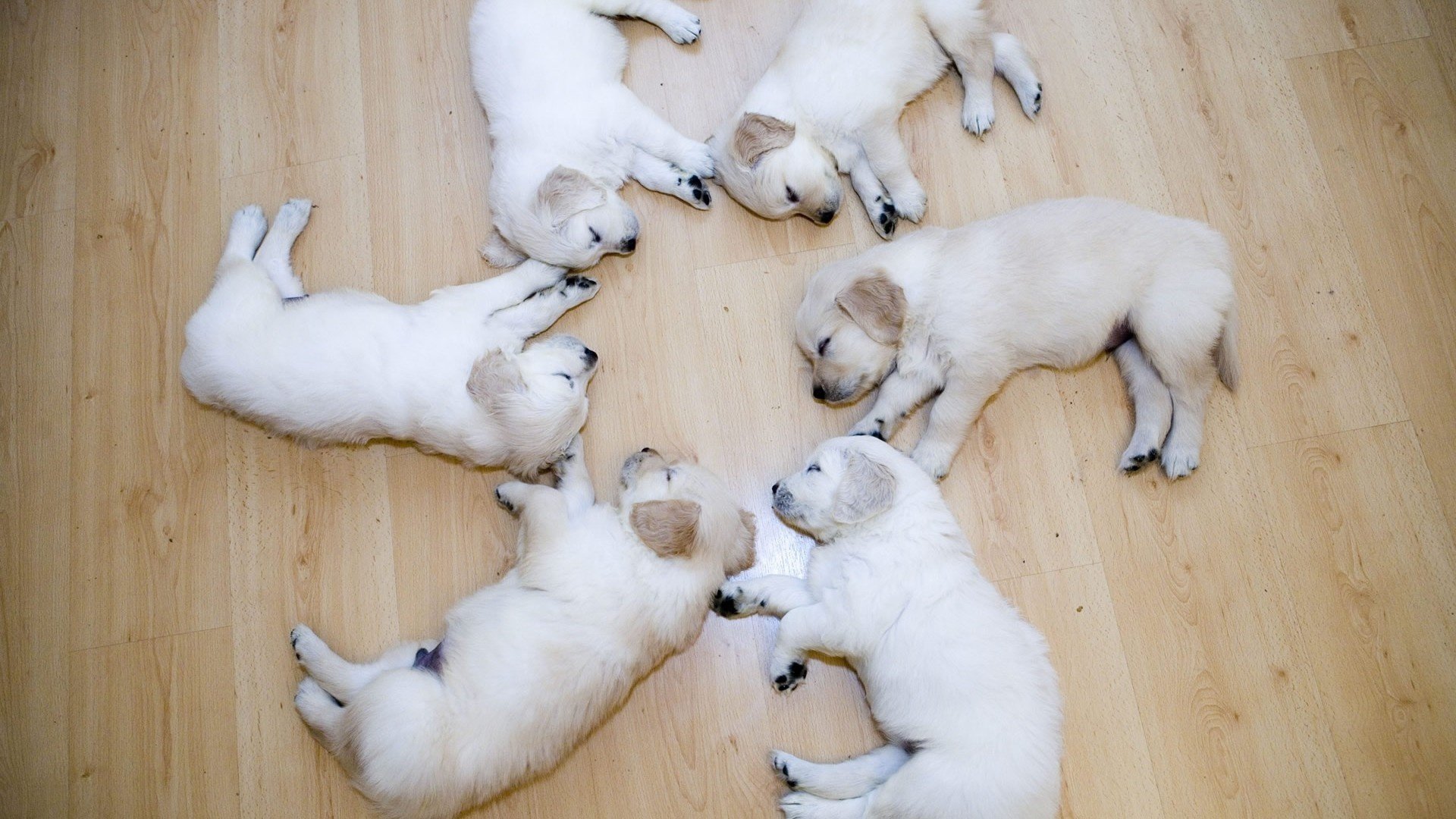 chiots chiots labrador sommeil