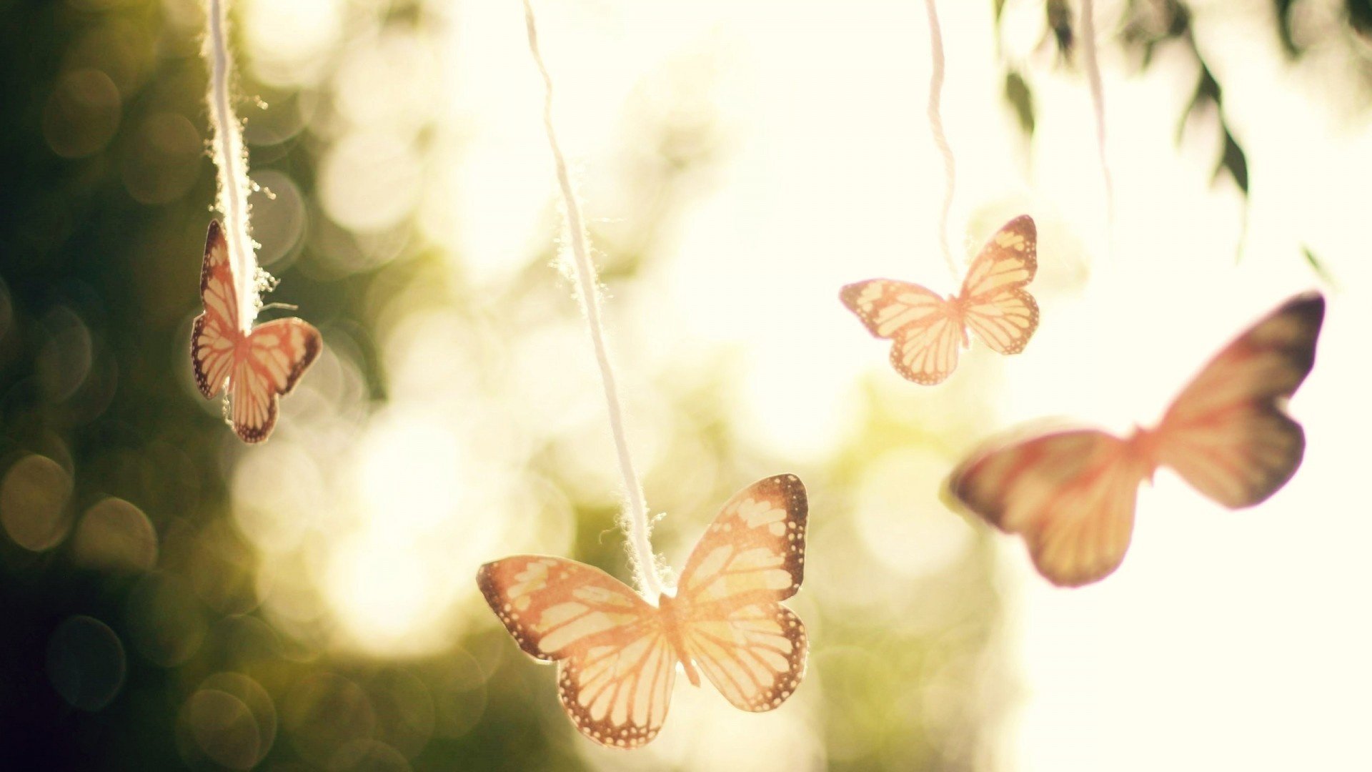 papillons tendresse légèreté air lumière