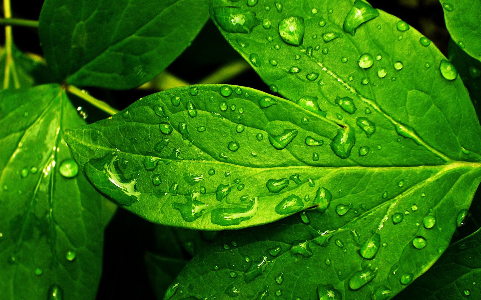 hoja planta hoja verde frescura rocío