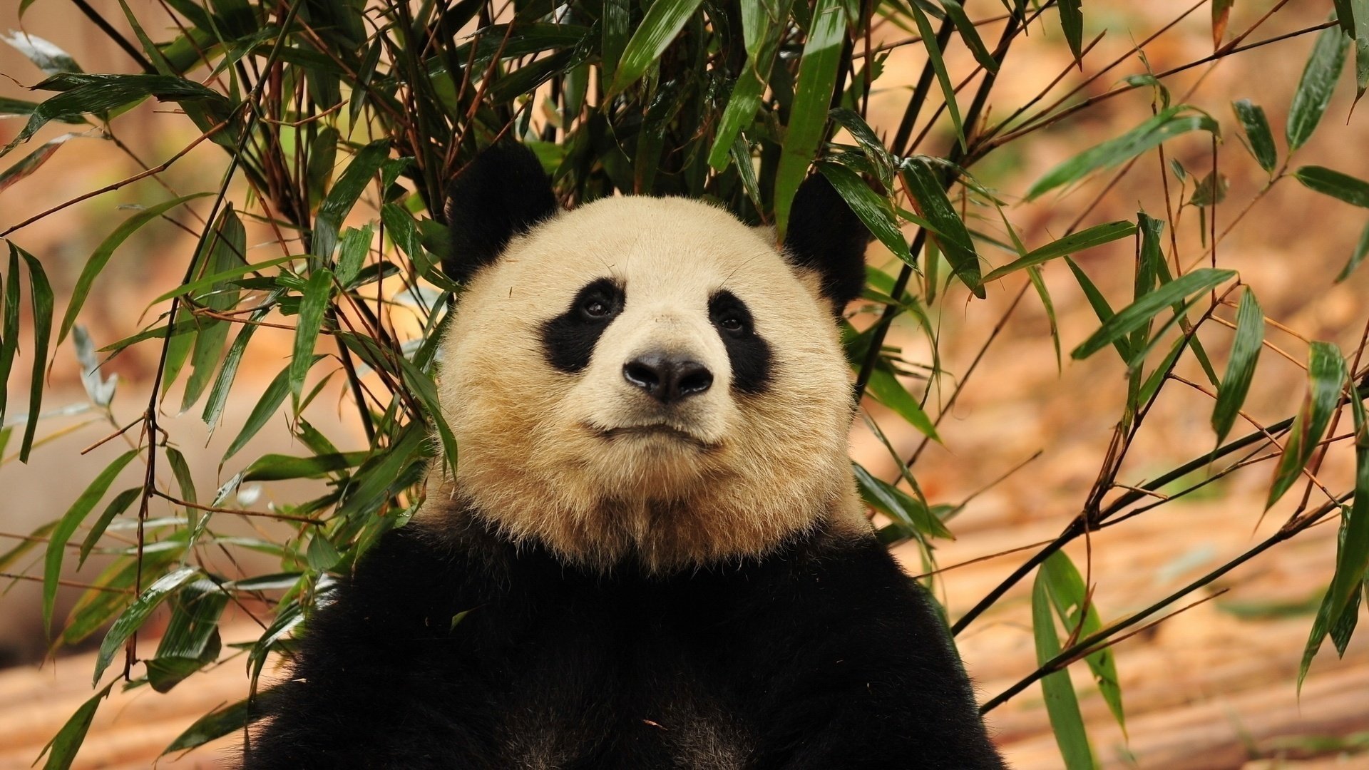 panda bamboo muzzle animal