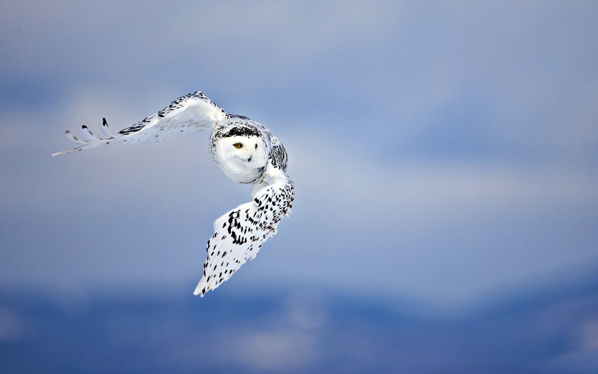 owl background flight predator bird the sky wings spot