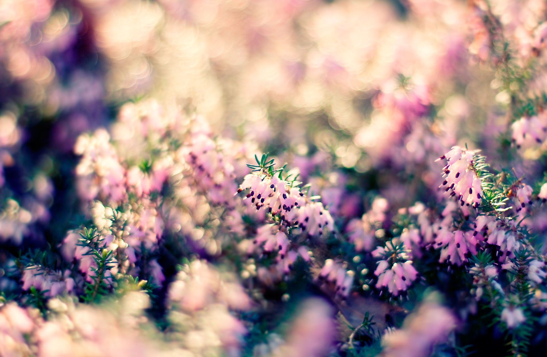 plant light macro nature bokeh