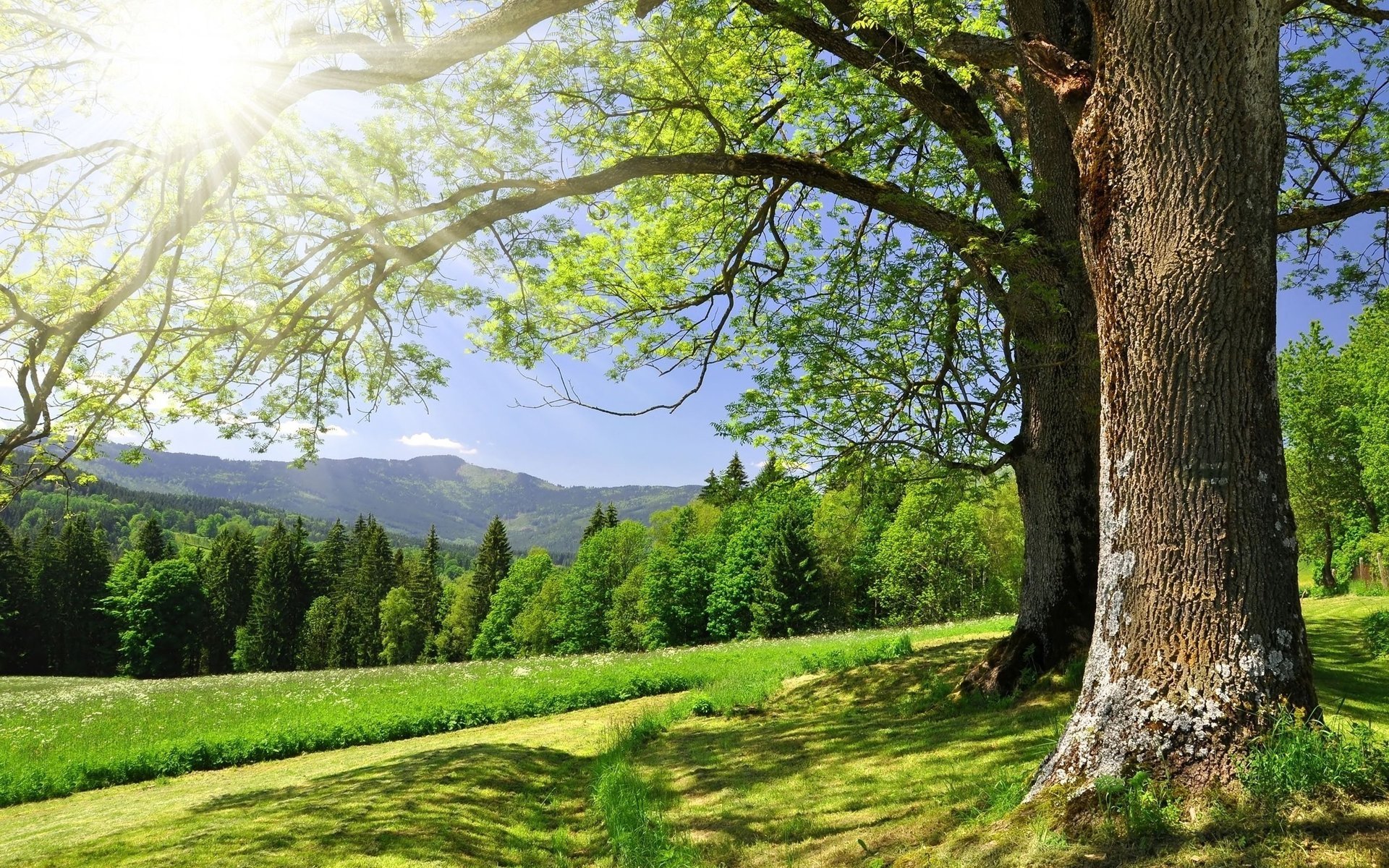 forest grass greens summer trees glare the sun