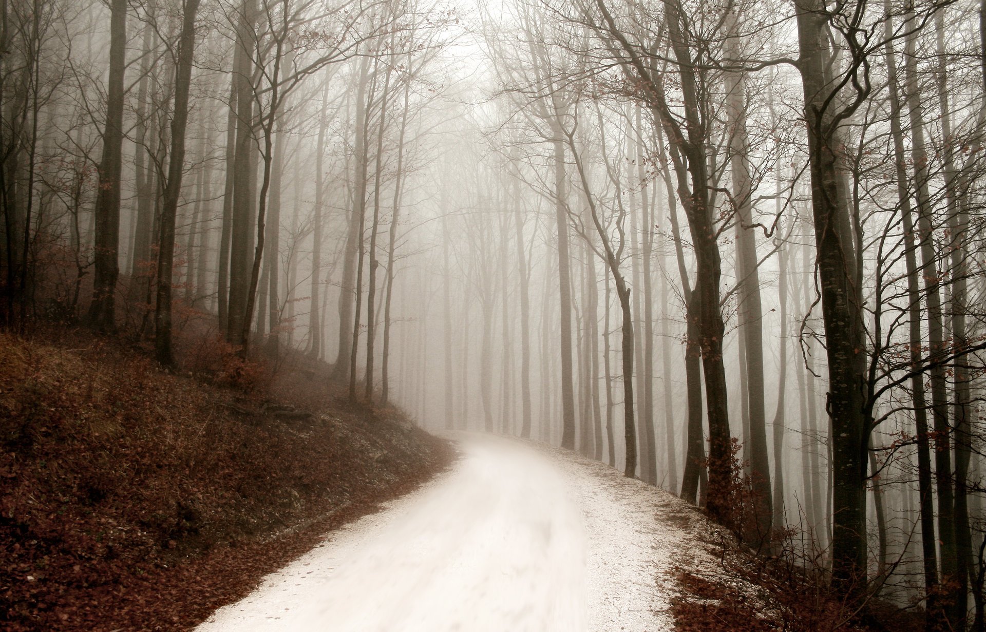 jour d hiver path winter nature route forest forêt brouillard